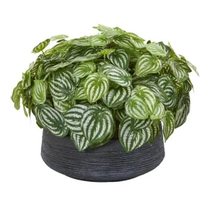 14"  Watermelon Peperomia Artificial Plant in Decorative Bowl (Real Touch)