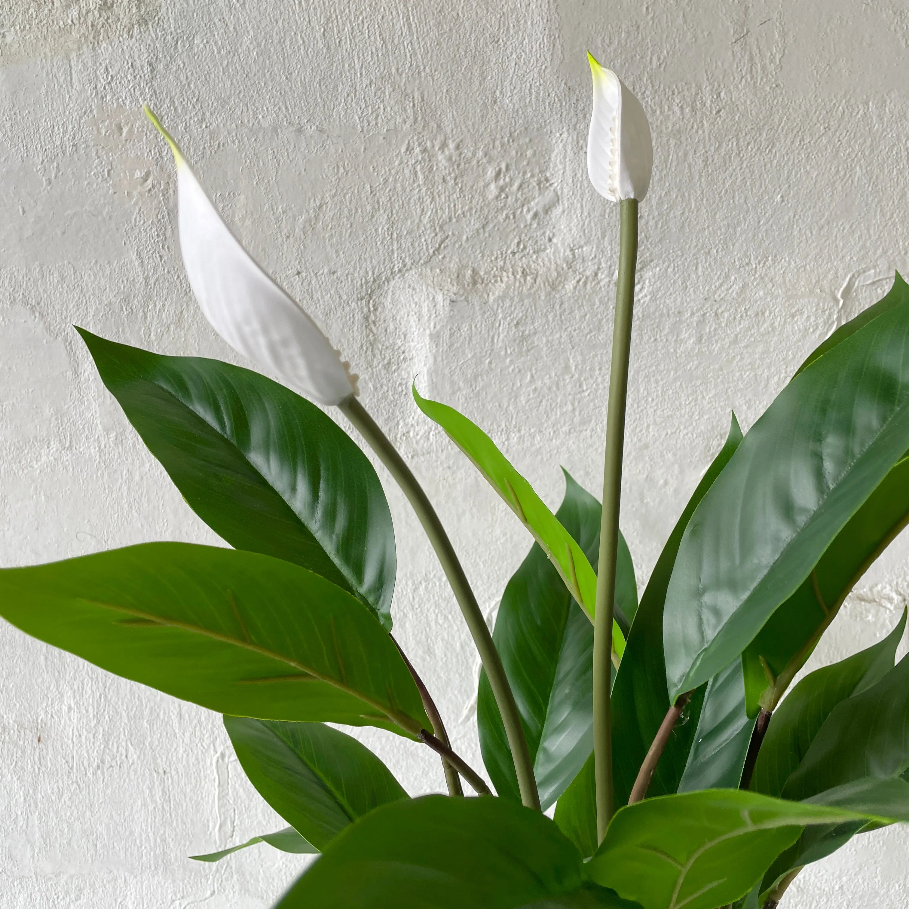 Artificial Peace Lily | Small