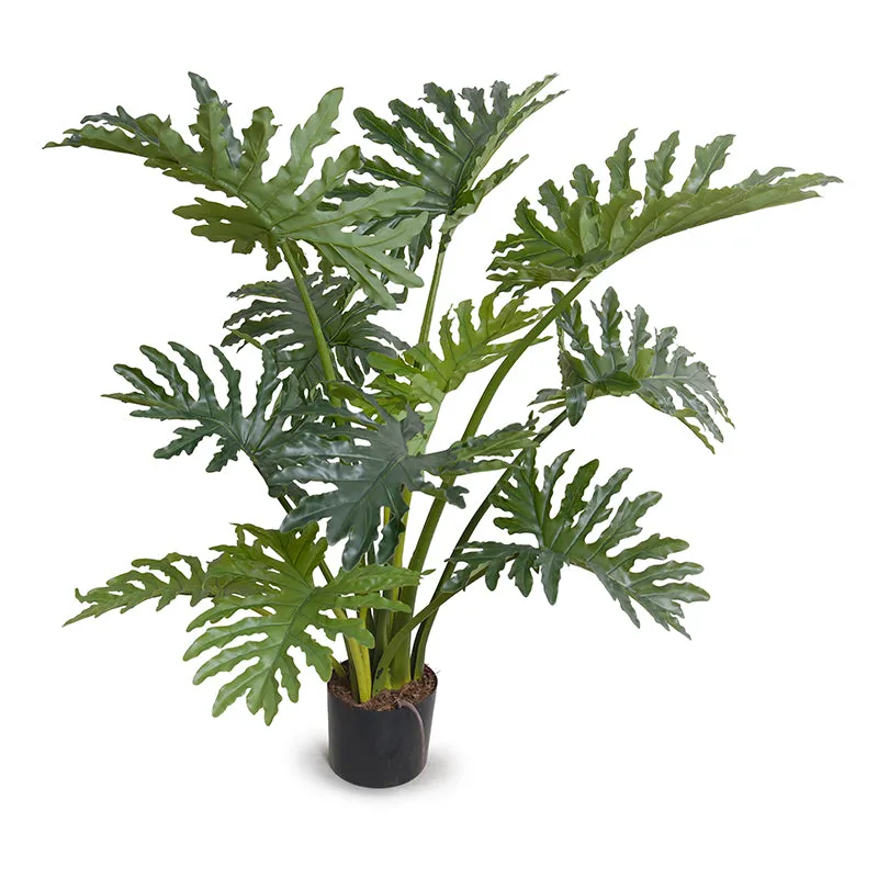 Philodendron Selloum Plant